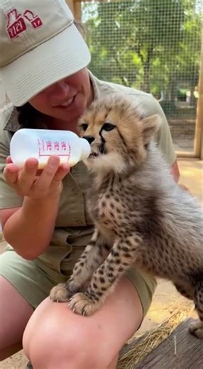 baby cheetah 🐆