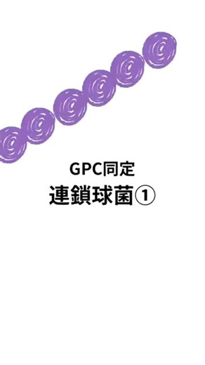 【GPC同定 連鎖球菌①】 #微生物学 #検査技師学生 #臨床検査技師 #microbiology