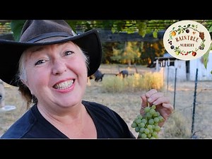 How to Harvest Your Grapes!