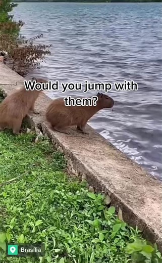 Capybaras Jumping into Water: Natural Adventure
