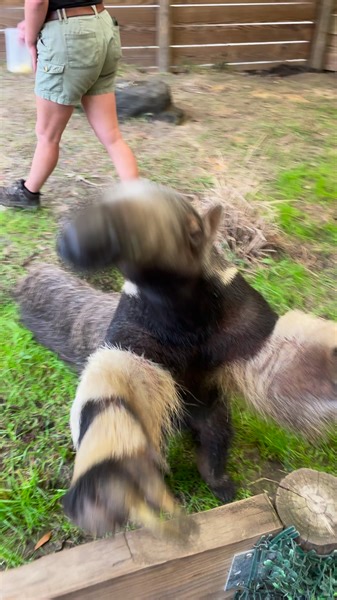 24K views · 330 reactions | Bumi is participating in a station training session with one of his caretakers, Jordan. What an absolute star he is 朗 | North Florida Wildlife Center | Facebook