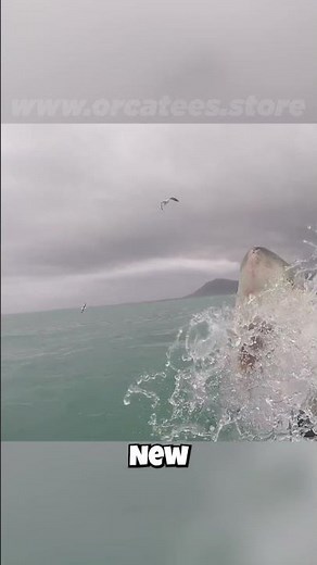 🦷 Great White Sharks: They Have THOUSANDS of Teeth?! 🦷 Their Dental Secrets Revealed!