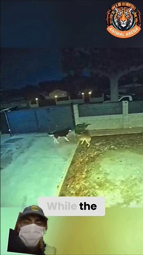 Coyote vs Husky #husky