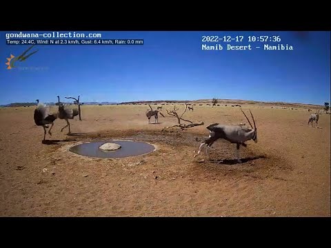 Ostrich protecting hatchlings from gemsbok