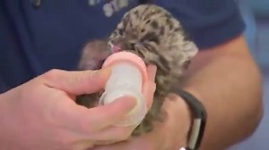 14M views · 409K reactions |  The Pittsburgh Zoo and PPG Aquarium have announced a new, 1-month-old clouded leopard cub. | KHQ Local News | Facebook