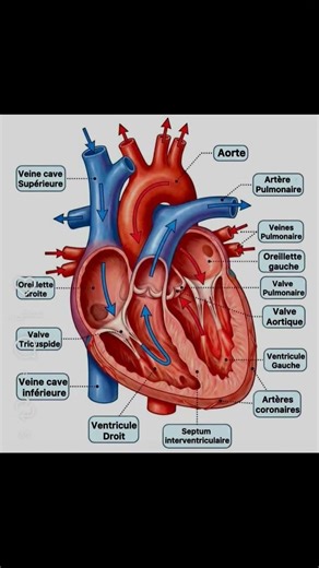 the heart structure #nursingstudent #medical