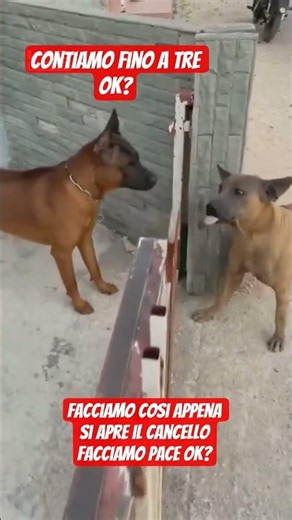how about we do this, okay? i'll count to 3, and as soon as the gate opens, we make up, deal?