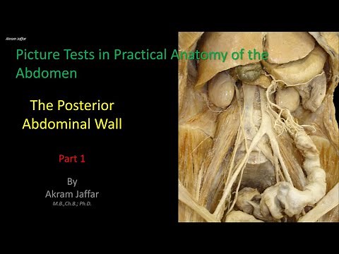 Picture Tests in Anatomy - Abdomen - Posterior Wall 1 + Anki flashcards