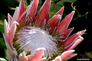 South Africa's Proteas: Identifying Every Type, Including SA's National Flower, the King Protea