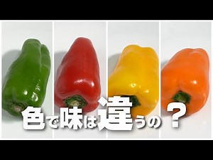 緑、赤、黄、橙、カラーピーマンは色で味も違うのか検証してみたら意外な結果に！