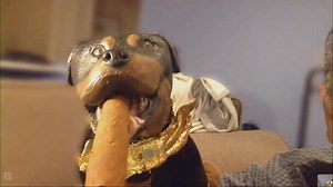 10K views · 69 reactions | He came, he saw, and he kicked @$$ - Triumph the Insult Comic Dog left us teary-eyed and questioning our life choices | WGN Morning News | Facebook
