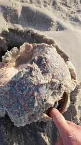 390K views · 2.7K reactions | Giant sea snail # | ismail_jlaida | Facebook