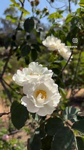 1.5K views · 31 reactions | Stop and smell the roses at Rumsey Rose Garden  Visiting our beautiful rose garden is a must, here we have one of the largest collections of heritage roses in Australia. The garden is beautiful, with a central lawn surrounded by lush garden beds and paved paths leading to alcoves draped with fragrant heritage roses. ☀️ For more information head to our Rumsey Rose Garden and Murray Gardens page  https://bit.ly/3pPwPVZ | Parramatta Park | Facebook