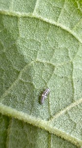 We found this ladybug larva navigating the underside of a leaf in our UF/IFAS Extension Martin County native plant demonstration garden. Master Gardener Volunteers, led by our Director, Jennifer Pelham, maintain the garden for the public to visit. This ladybug larva is probably looking for plant pests/pathogens to feed on. To learn more about ladybugs, check out this UF article: https://edis.ifas.ufl.edu/publication/IN327 | UF IFAS Extension Martin County