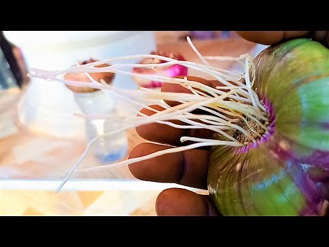 Onion growing problems solved 1: A simple trick to get Onions to grow roots quickly