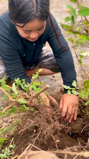 Eric Riza on Instagram: "Adopt a tree so you won't be alone.😇🔥 #bonsai #fblifestyle #minitreeart"