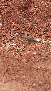 City wild dove eats everything! #pigeon #pets #petcare #pet #birds #animals #highlights | Fighters Of The Sky