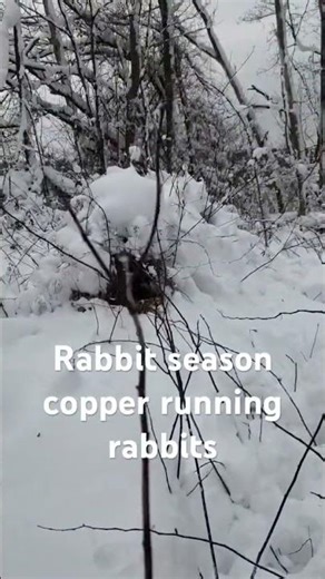 2025 Rabbit season#nature #rabbit #outdoors