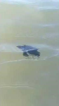 Baby Sea Turtles Hatch and Walk To The Ocean #shortsfeed #beach #babyturtles #saveturtles #turtle