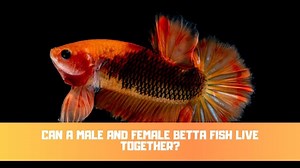 Can A Male And Female Betta Fish Live Together?