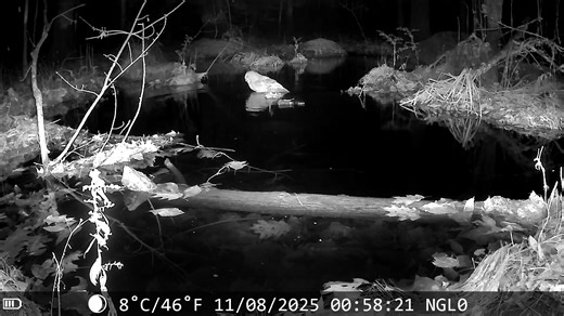 4.9K views · 106 reactions | What,Nh snow spider | NH Wildlife Cams | Facebook