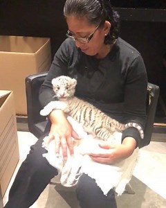 36K views · 2.7K reactions | Look at Don Jose chuffing back at his dad yesterday after his bottle. He is wayyyy better now. Thanks for all The Blue Energy sent... #ThinkBlue #DonJoseSulaimanBJWT #SaveTigers @andressulaiman #ThinkBlue | The Black Jaguar-White Tiger Foundation | Facebook