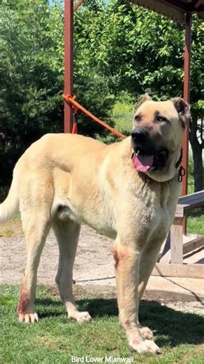 kangal Dog Turkish kangal Guard Dog Security Dog Protection dog Strongest dog breed
