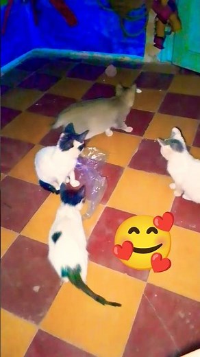Psychological comfort with cats #cats #kitten #catlife #catfunny #catlovers #catmemes