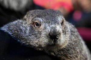 Watch live: Groundhog Punxsutawney Phil looks for his shadow in Pa. - The Boston Globe
