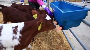 High-Tech Dairy Farming Revolutionizing Milk Production