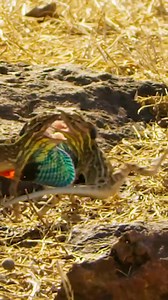 5.7K views · 180 reactions | Fan‑Throated Lizards: A Flash of Fabulous This ground-dwelling lizard, that lives in India’s arid scrubland, displays its unique dewlap to communicate, intimidate, and show-off Read more here: https://roundglasssustain.com/species/fan-throated-lizards-a-flash-of-fabulous  via Pinterest | Roar Wildlife News | Facebook