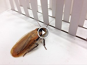 UC Berkeley developing robot cockroach able to navigate itself