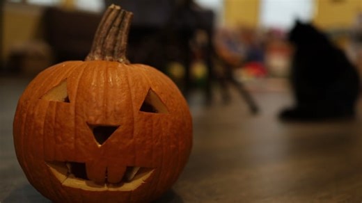 Free video - Cat, Black, Halloween, Pet, Feline