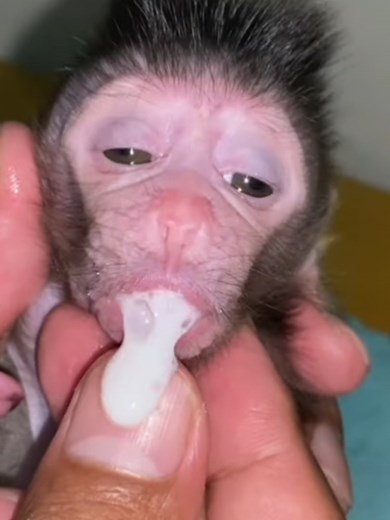 Baby Monkey Fever: Wishing Quick Recovery