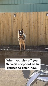 54K views · 1K reactions | German shepherd BAD at OWNER!! #germanshepherd #shorts | Zeus | Facebook