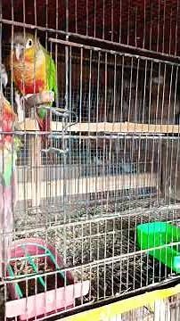 English BP full update 🦜🐦🐦‍⬛🕊️