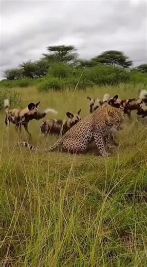 Leopard Under Attack! Wild Dogs Hunting Sequence In The Wild 🐾