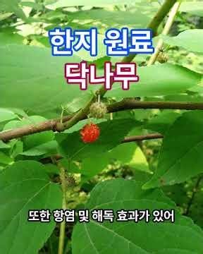 한지 원료, 닥나무[Broussonetia kazinoki]