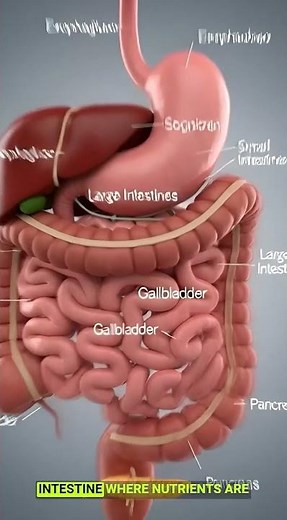 Human Digestive System in 3D | Complete Food Journey Animation | Medical Visualization