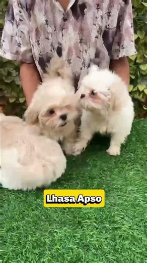 Lhasa Apso Puppy 🐶 | Small Dog with Big Personality