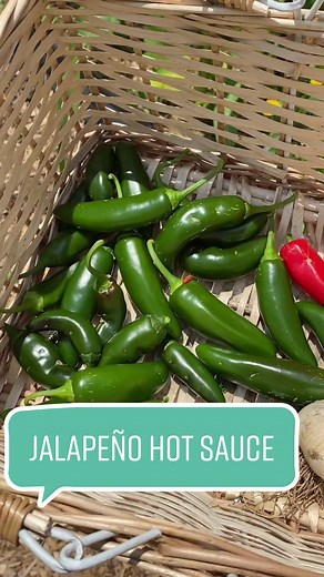 Can’t BELIEVE I’m giving this to y’all for free 😫 so simple, easy, & delicious! #gardentok #gardening #gardentotable #farmtotable #hotsaucetok #gardenlife #gardentips #gardentricks #gardeninghacks #cottagecore #growyourownfood #growyourfood #AmazonVirtualTryOn #foodtok #homesteading #gardenharvest #gardenwithme