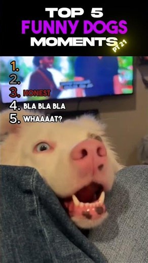 top 5 FUNNY DOGS moments (PT 21) - whaat!? #tiktok #dogs #memes