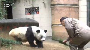 Meet the world's oldest panda – DW – 01/18/2017