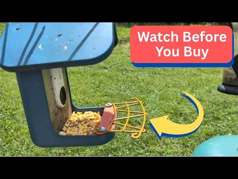 EVERYTHING you need to know BEFORE buying bird buddy perch