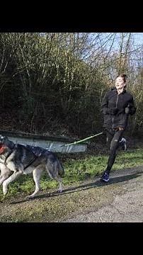 VIDÉO. Indre-et-Loire : j'ai testé pour vous le canicross, la course à pied avec un chien