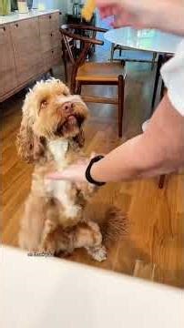 Cosmo the Cockapoo, (English Cocker Spaniel, Mixed, Poodle) 😍 I met Cosmo a year ago when his mom