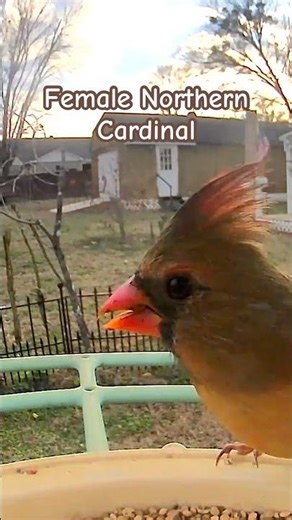 🐦 Warm Hues in the Cold! 🧡 Beautiful Female Northern Cardinal at the Feeder