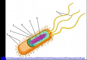 2.2 Prokaryotic cell