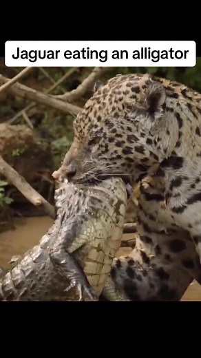 Jaguar Preys on Alligator in the Wild