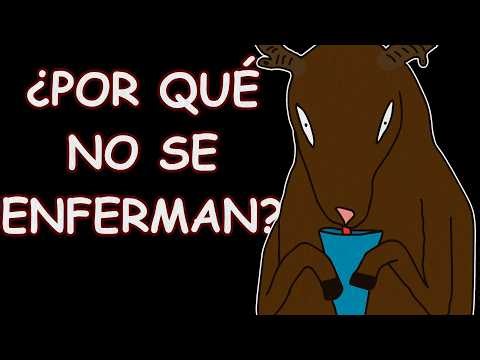¿Por qué los animales pueden tomar agua sucia sin problemas?